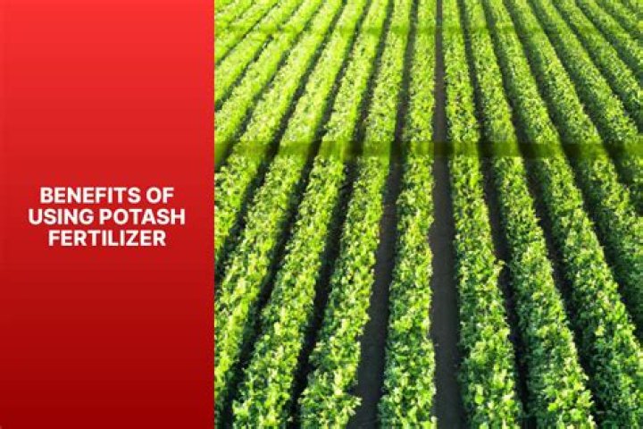 What is potash fertilizer