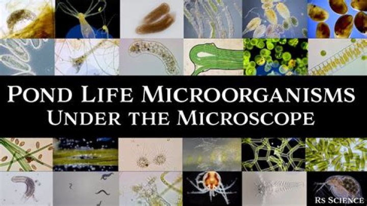 What is the study of microscopic organisms