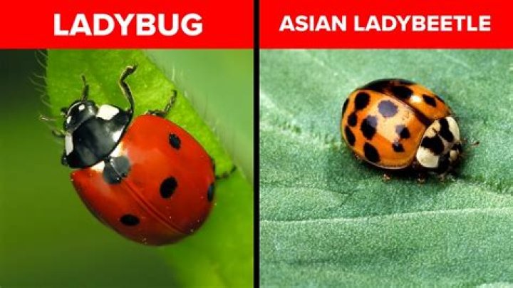 What looks like a ladybug but is not a ladybug
