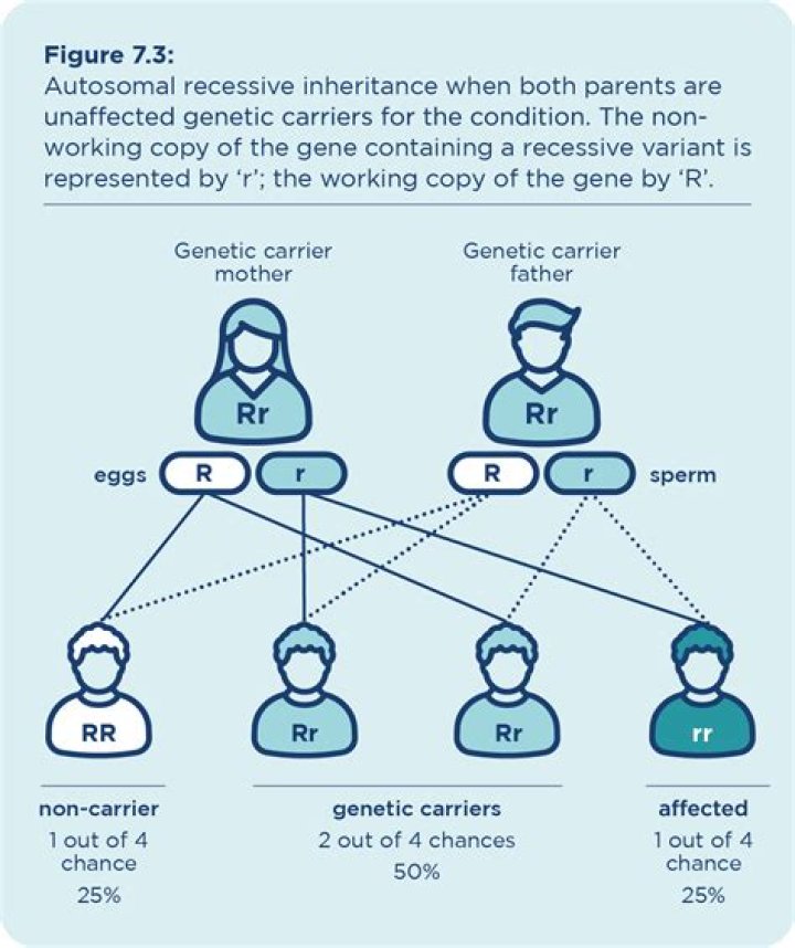 What term do we use to refer to genetic traits that are governed by more than one set of genes