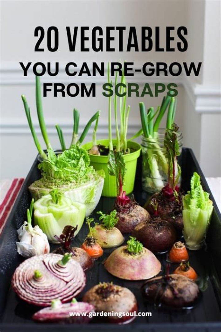 What veggies can you regrow