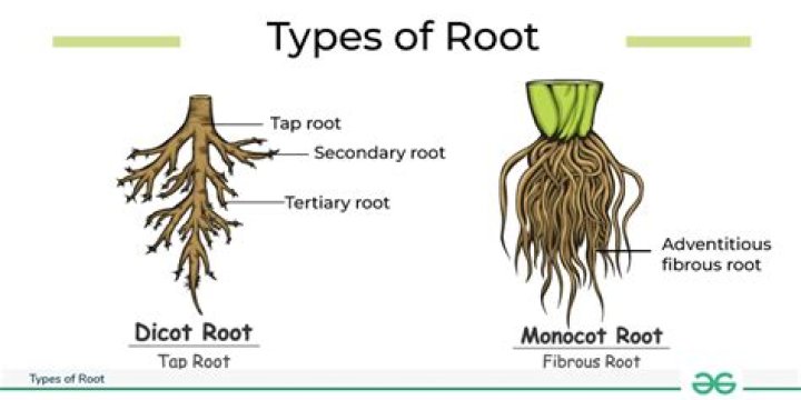 Whats an adventitious root