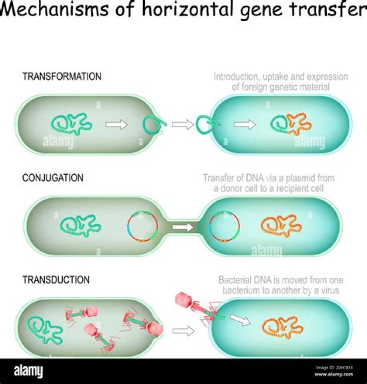 Which mechanism for horizontal gene transfer occurs in eukaryotes