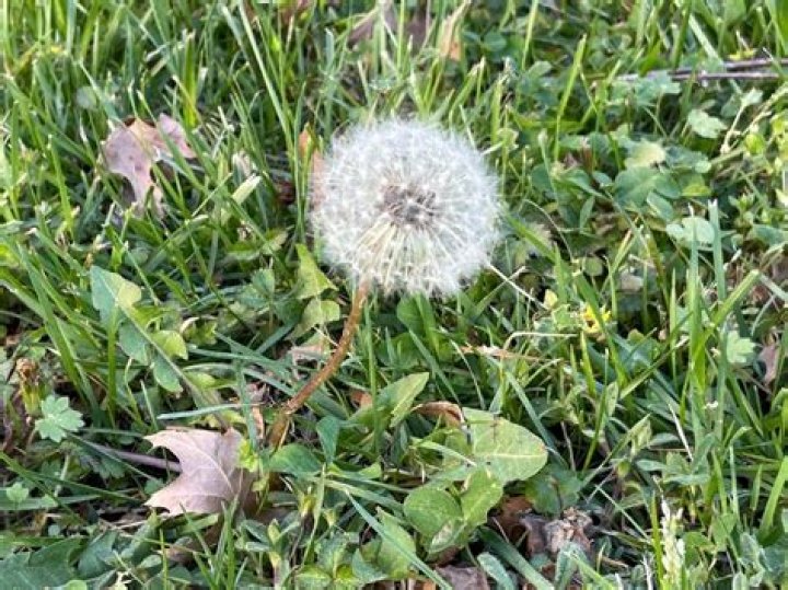 Why do we wish on dandelions