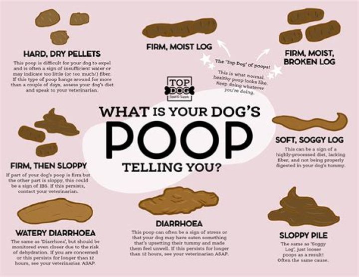 Why Does My Boyfriends Poop Smell Like Dog Poop