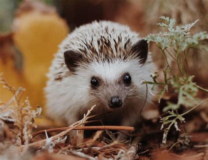 Why is a teller called a teller