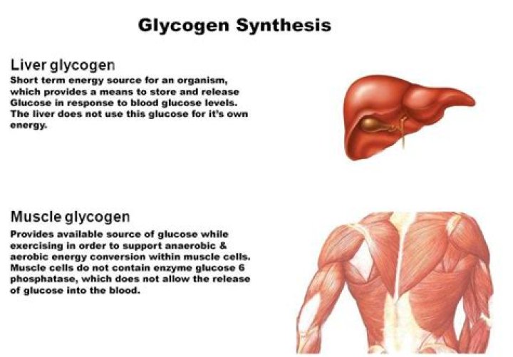 Why is glycogen important for muscles
