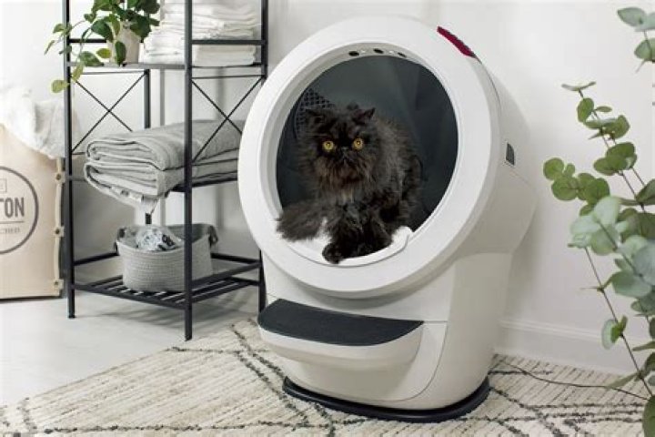 Why Is My Litter Robot Not Cycling